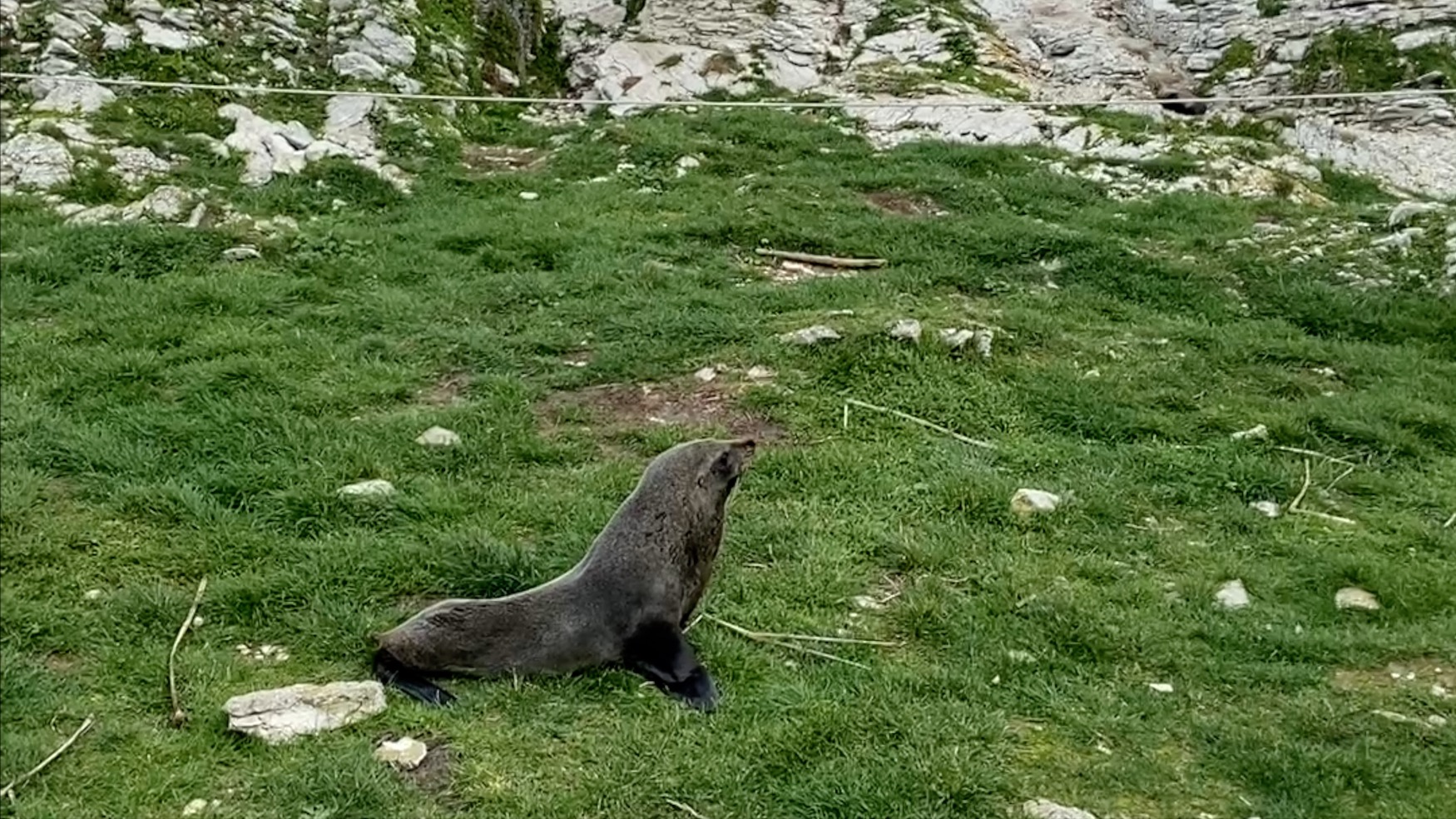 Walking With Seals Kaikoura Peninsula New Zealand Wandering Walleye