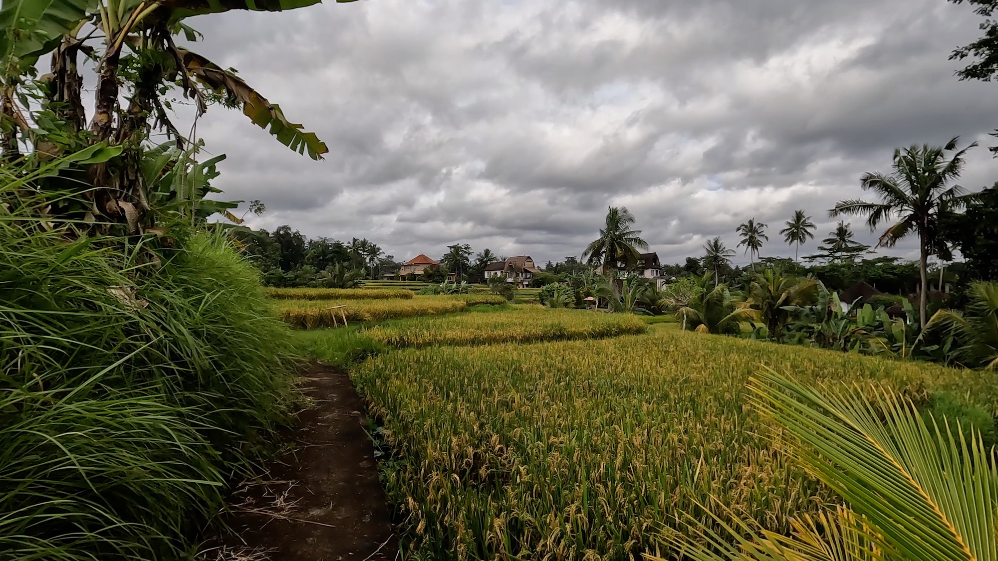 The Campuhan Ridge Walk – Rainforests and Rice Paddies - Wandering Walleye